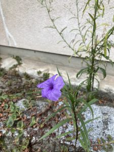 安芸教区　公聴会